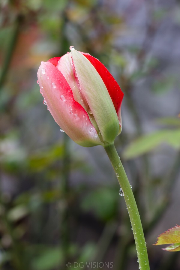 Tulip-5.jpg