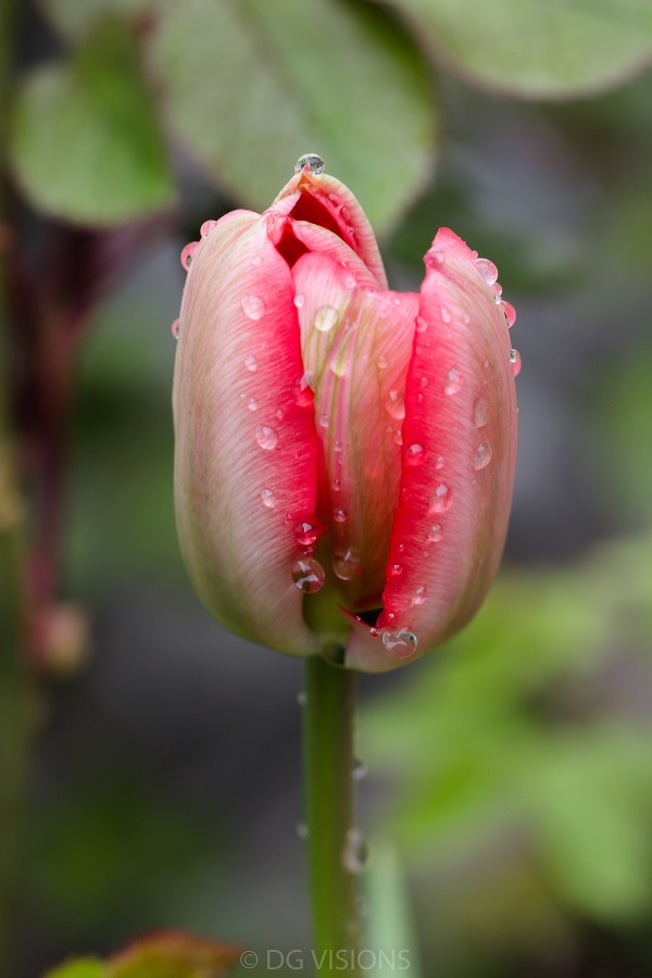 Tulip-6.jpg