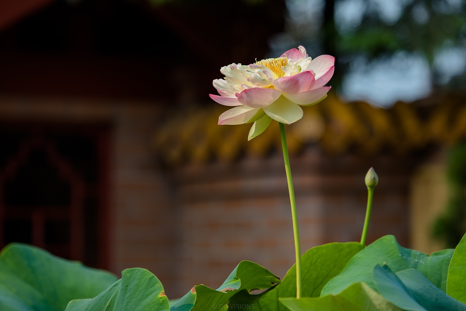 Lotus-1.jpg