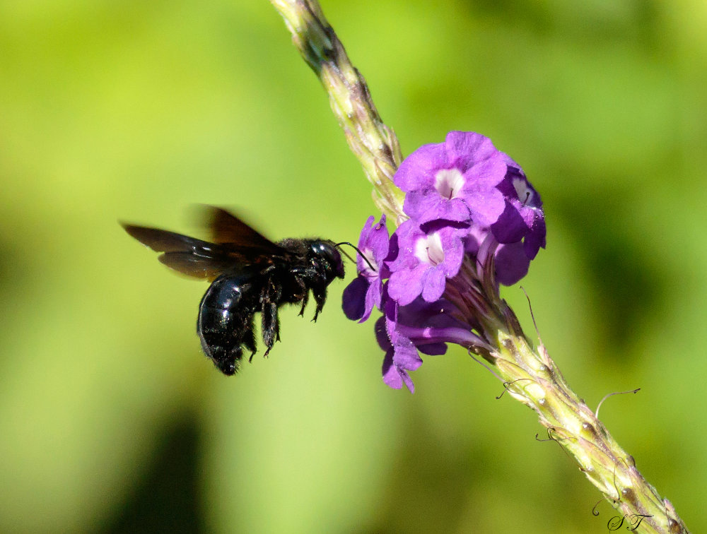 P010_SouthernCarpenterBee_Xylocopa_micans.jpg