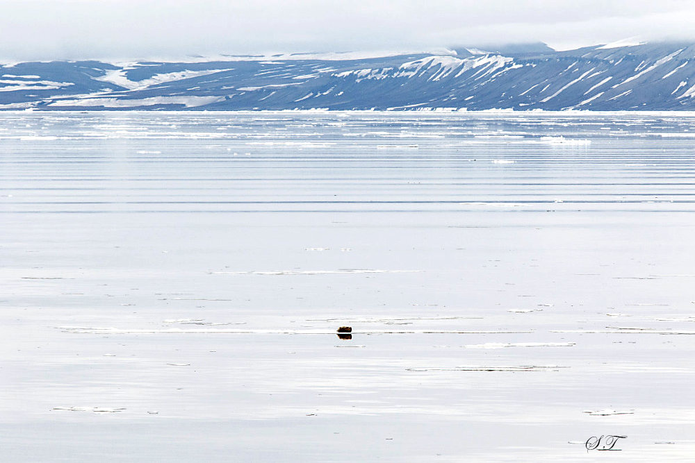 Arctic08.jpg