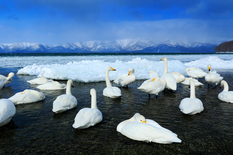 cigno-selvatico-cygnus-del-cygnus-uccelli-nell-habitat-della-natura-lago-kusharo-scena-di-inverno-con-neve-e-ghiaccio-nel-lago-67953657.jpg