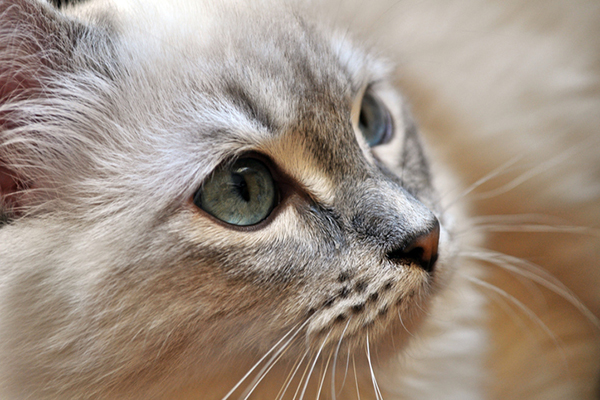 A-gray-senior-cat-with-blue-eyes.jpg