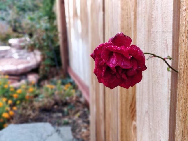 20181122081446_94308.jpg IMG_20181121_121143_Bokeh.jpg