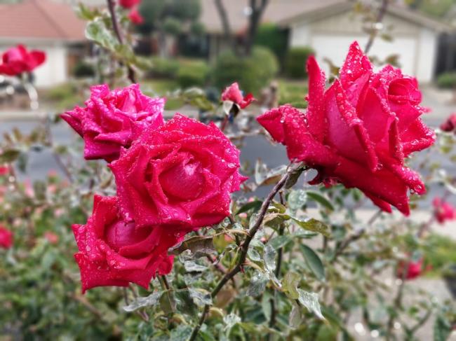 20181122081530_89287.jpg IMG_20181121_120257_Bokeh.jpg