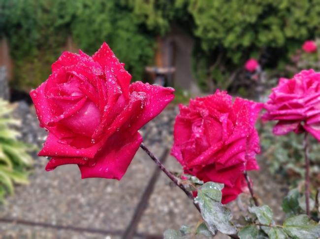 20181122081541_73496.jpg IMG_20181121_120307_Bokeh.jpg