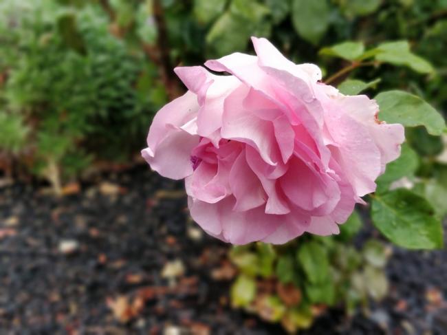 20181122081624_81835.jpg IMG_20181121_120431_Bokeh.jpg