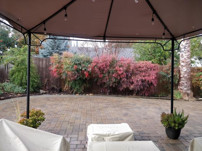 20181122081702_96987.jpg 雨中紅果 11-21-2018 2.jpg