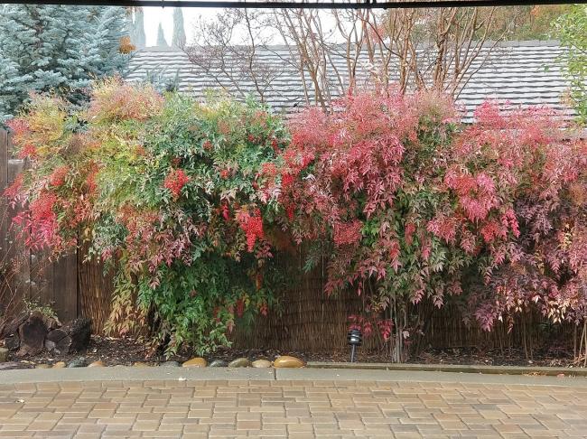 20181122081715_16287.jpg 雨中紅果 11-21-2018 1.jpg