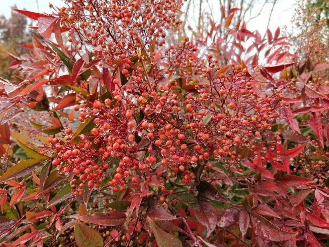 20181122081750_57904.jpg IMG_20181121_120900.jpg