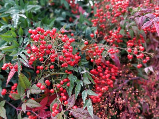 20181122081802_84667.jpg IMG_20181121_120919_Bokeh.jpg