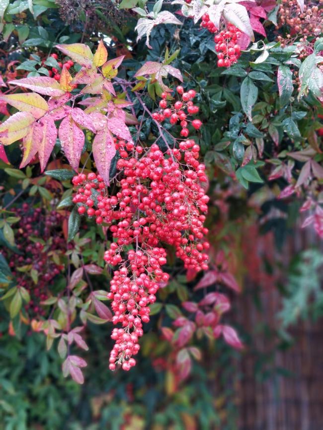 20181122081810_60327.jpg IMG_20181121_120929_Bokeh.jpg