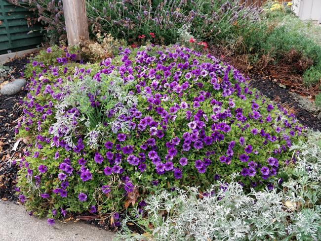 20181122082125_66485.jpg IMG_20181121_120531.jpg