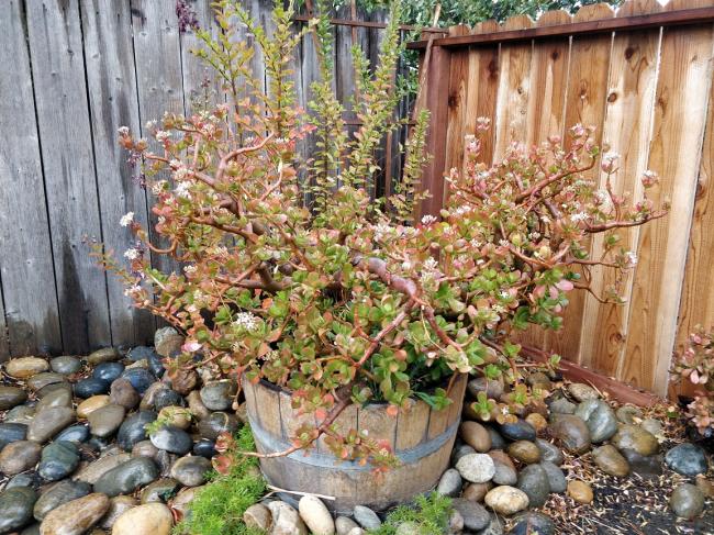 20181122082147_73307.jpg IMG_20181121_121237.jpg