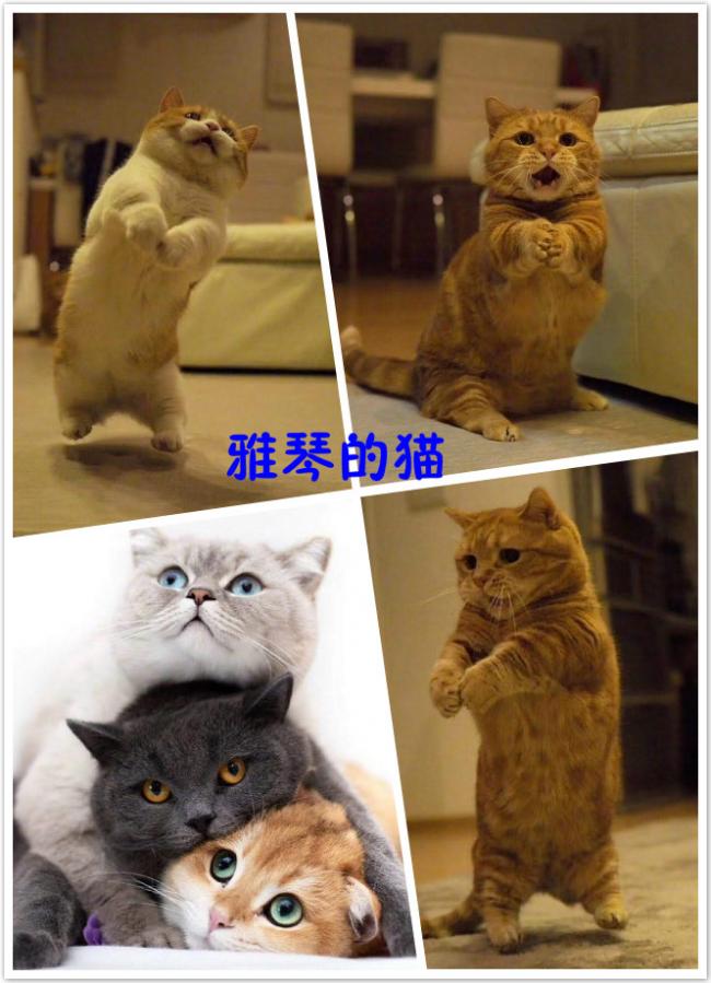 雅琴的猫.jpg