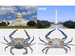 blue crab, famele&male.jpg