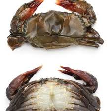 Soft shell crab.jpg