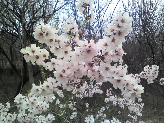 Apricot_tree_flowers.jpg
