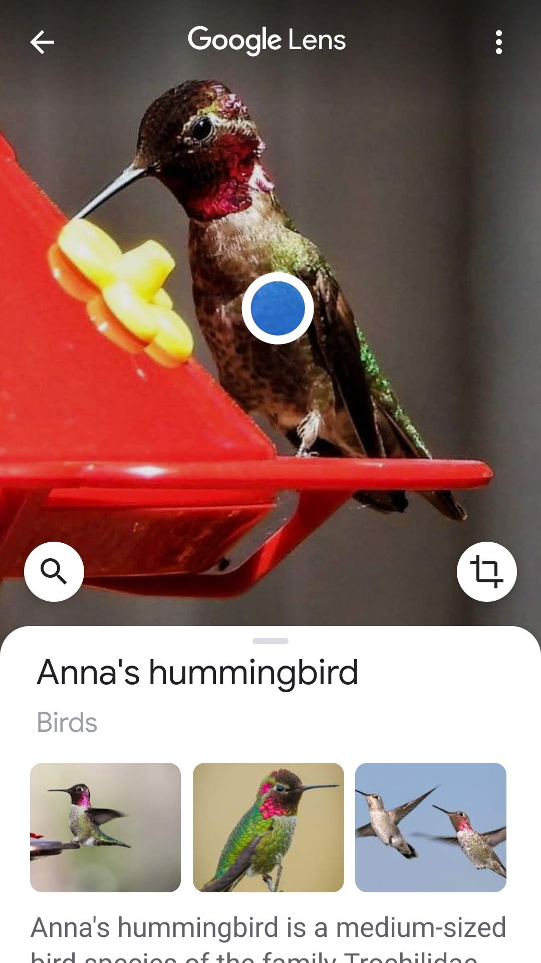 Anna's Hummingbirds.jpg
