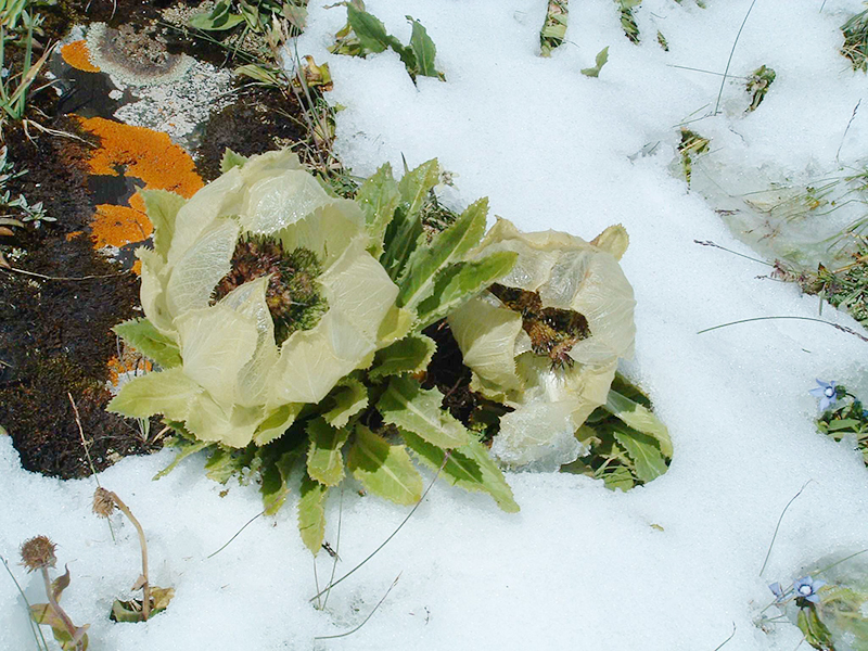 snow-lotus-26-54821.jpg