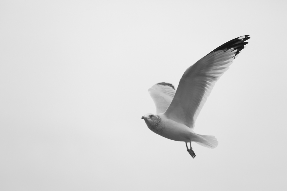 20151226_seagull22.jpg