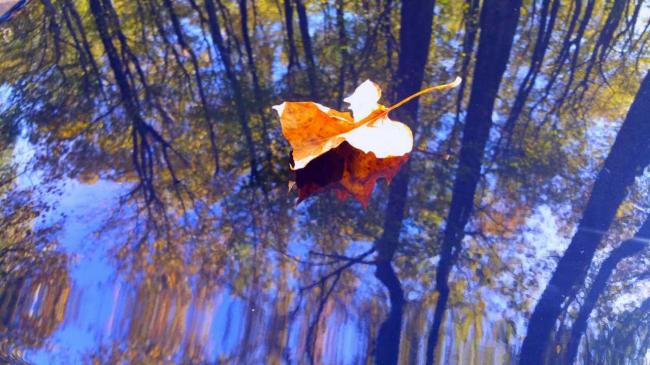 lake fall.jpg