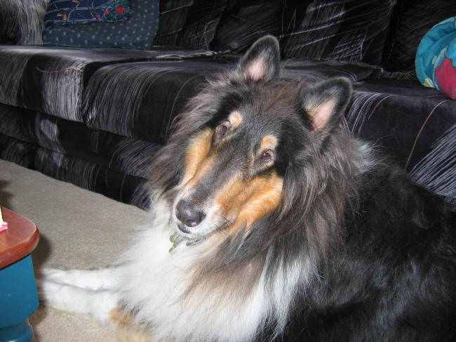 20161214053014_81164.jpg Christmas 2005 Poochie.jpg