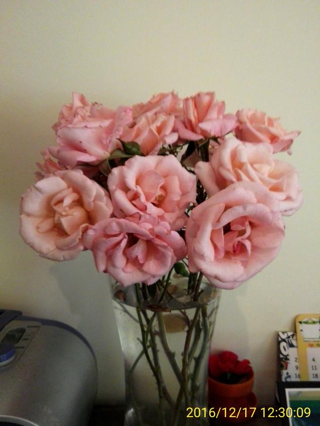 IMG_20161217_123009.jpg