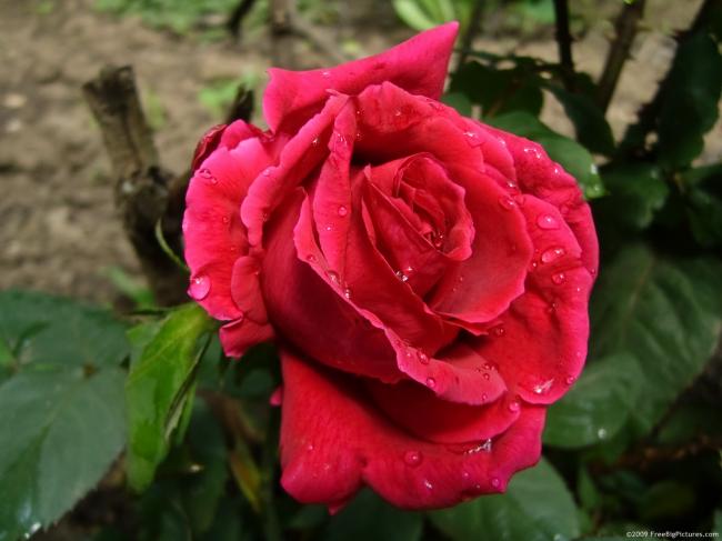 dew-rose.jpg