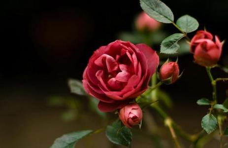 aHR0cDovL2ltZzQuaW1ndG4uYmRpbWcuY29tL2l0L3U9MTQwMTcxMzY0OCw5MDExMzk1ODgmZm09MjMmZ3A9MC5qcGc=.jpg