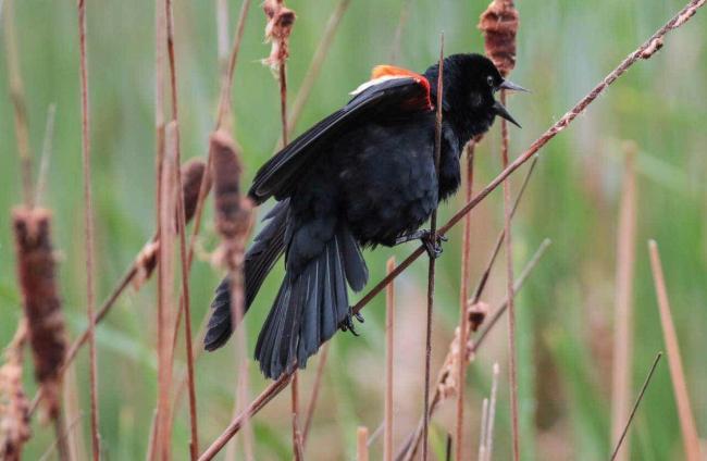 baby bird.jpg