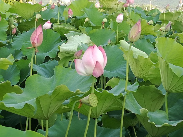 20170707143059_17869.jpg 14.jpg