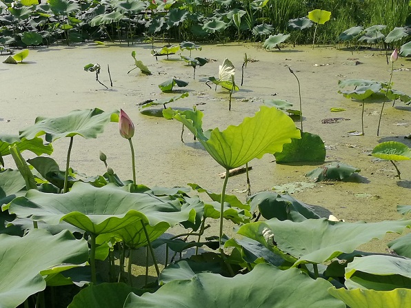 20170707143142_31543.jpg 18.jpg