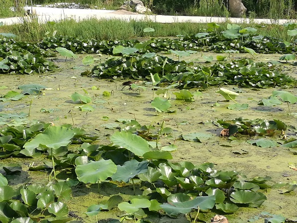 20170707143155_15717.jpg 19.jpg