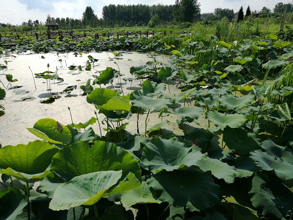 20170707143207_39235.jpg 20.jpg