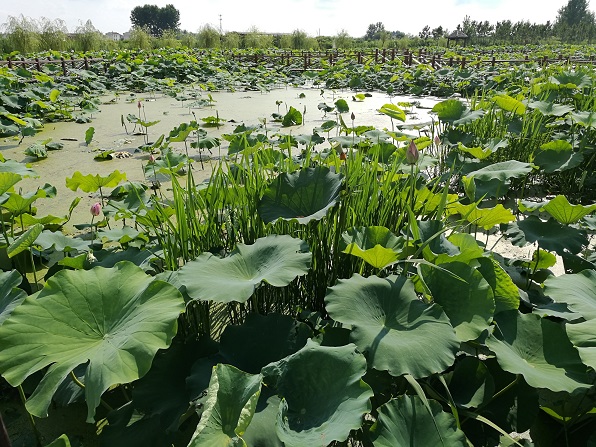 20170707143248_21292.jpg 21.jpg