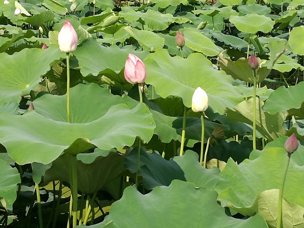 20170707143329_46640.jpg 27.jpg