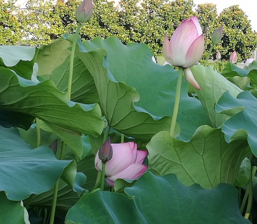 20170707143339_26100.jpg 30.jpg