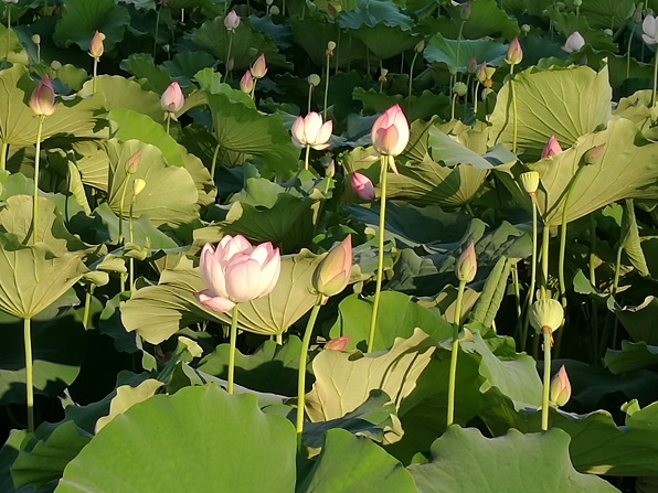 20170707143351_66952.jpg 16.jpg