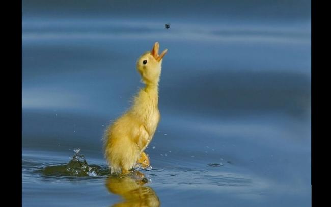 water-insects-duckling-baby-birds-birds-background-180311.jpg