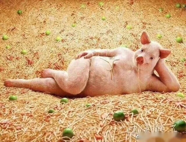 EDB45492-56A5-4234-9947-64A2DD44FDE4.jpeg