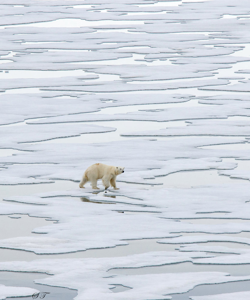 Arctic14.jpg