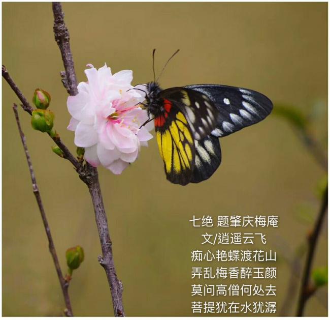 EED6CCA8-85BF-46EF-B21A-266CFE8568ED.jpeg