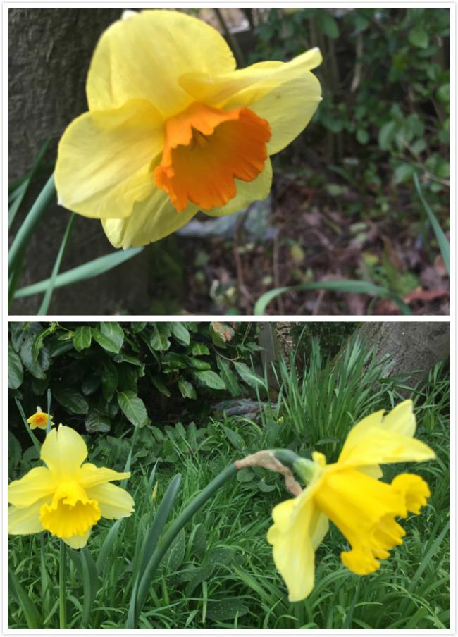 20180422125915_12361.jpg 黄裙花仙子.jpg
