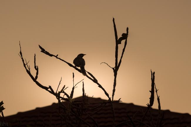 Bird's Silhouette 3.jpg