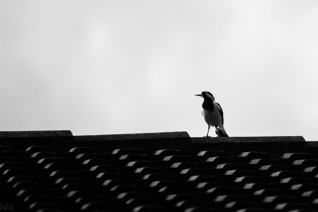 Lonely Bird.jpg