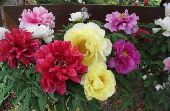 Multiple Color Peony Tree.jpg