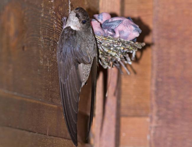 20180713063015_56224.jpg Chimney Swift l07-50-046_V.jpg
