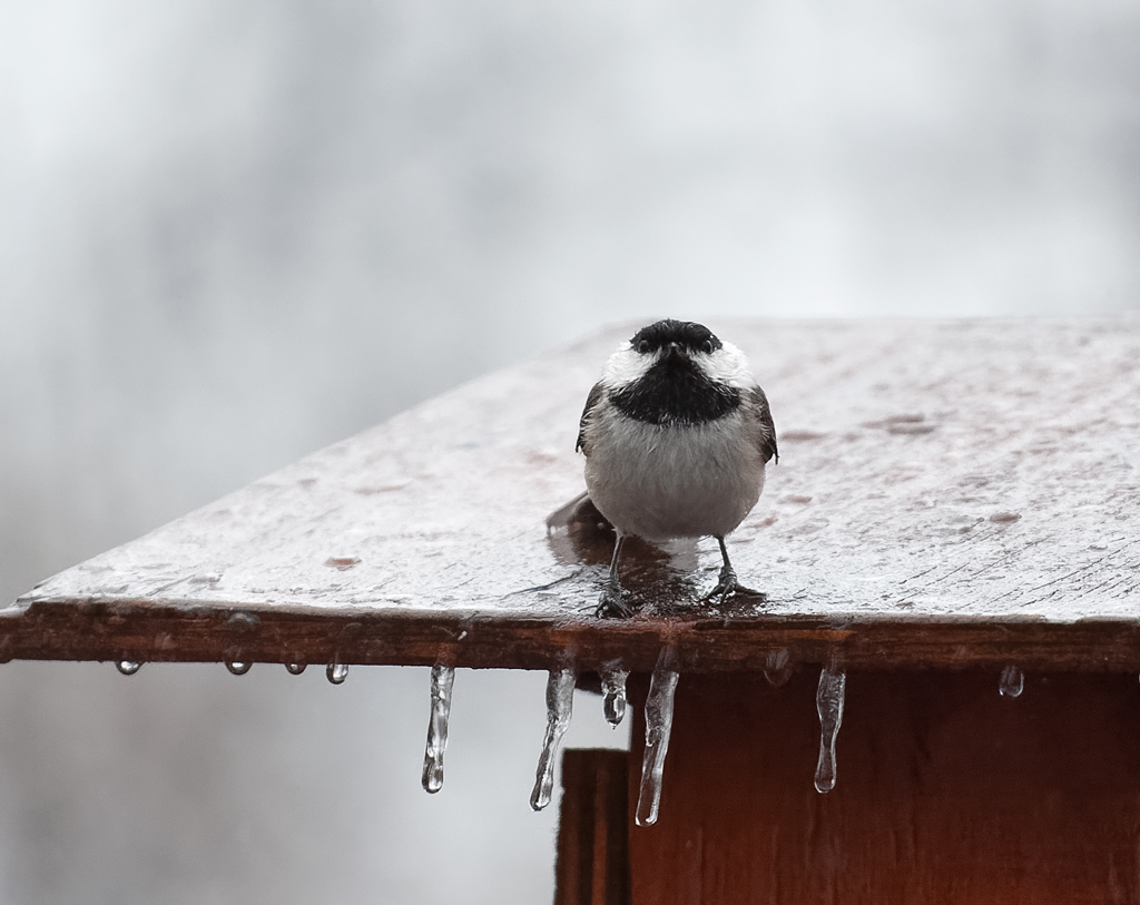 20190408134138_49584.jpg RX100-20190408DSC_8955_DxO.jpg