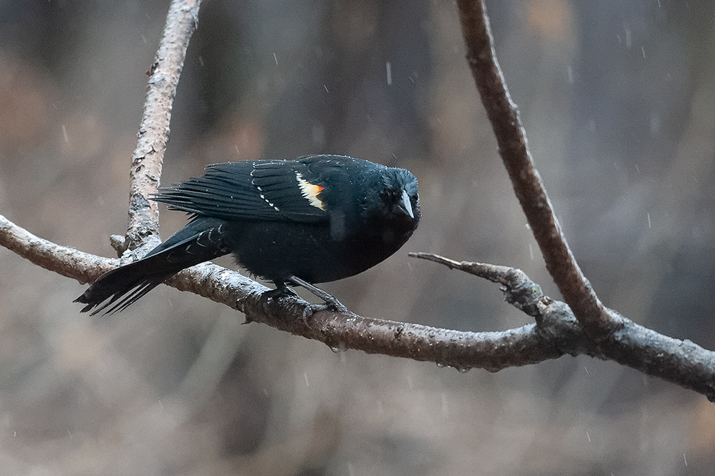 20190408134149_66235.jpg RX100-20190408DSC_9391_DxO.jpg